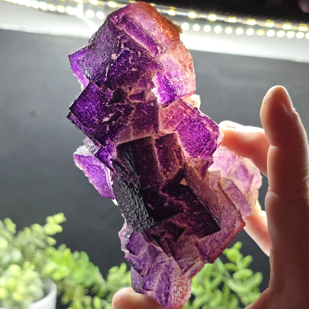Fluorite from El Filo Mine Durango Mexico - Picture 7 of 7